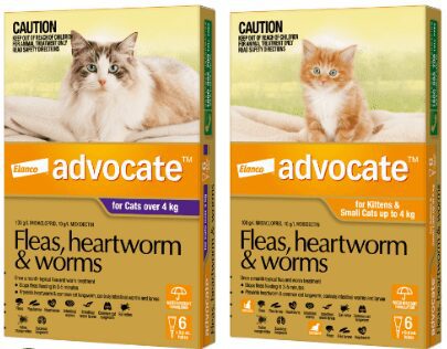 Advocate for cats and kittens