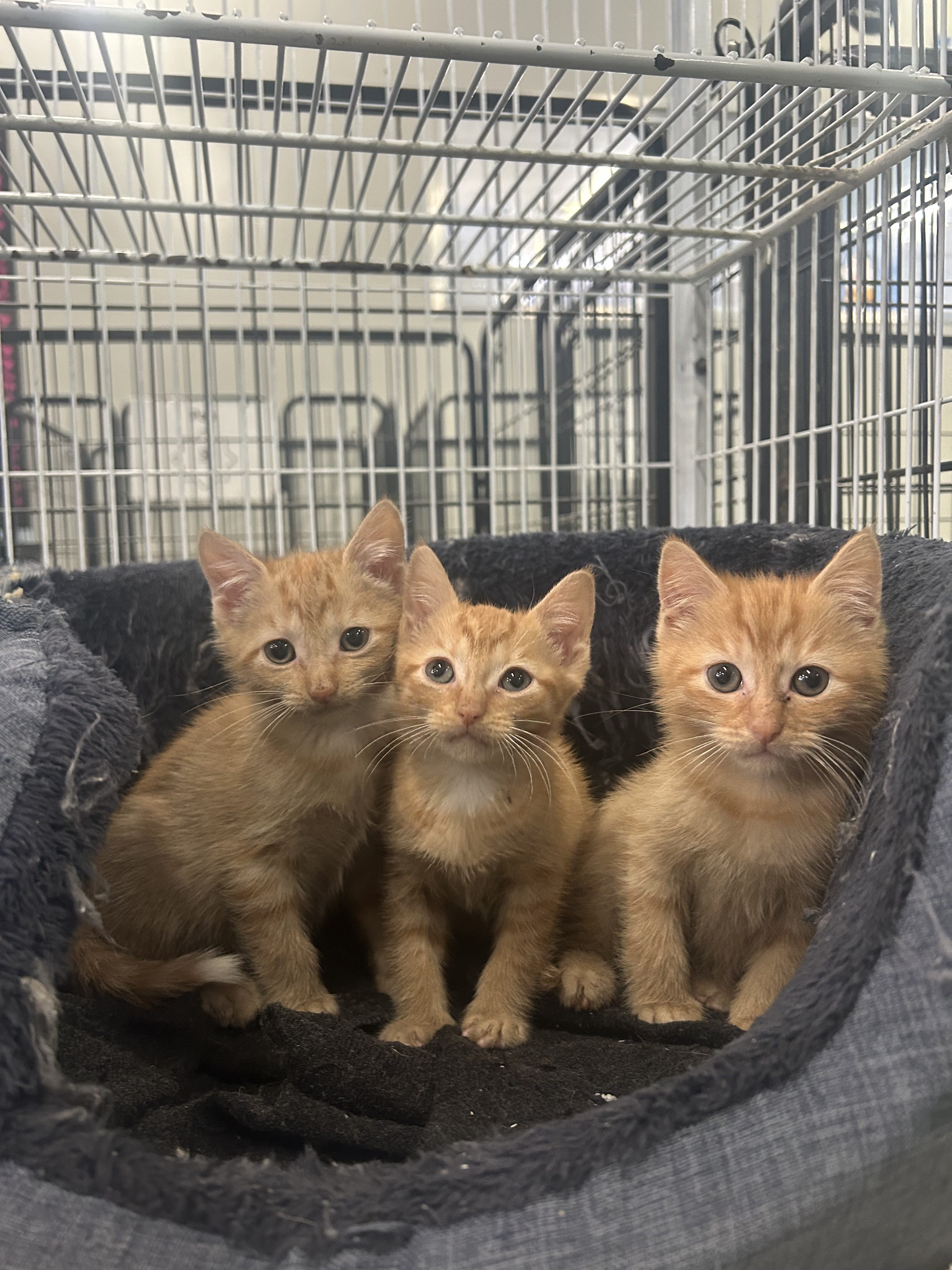Rescue Kittens for Sale!
