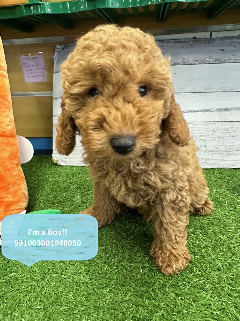 Toy Poodle for sale!